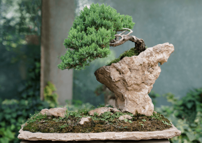 Bonsai boom